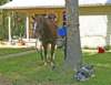 horsedogenjoyingfrontyard_small.jpg