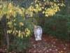ourprotectormadonnafallleaves_small.jpg