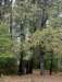 trailthroughhardwoodseastofhouse_small.jpg