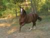 zenbarfeelinghisoatsinhorsepasture_small.jpg