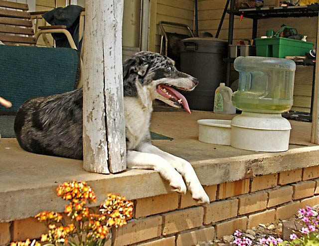 beetleenjoyingfrontporch.jpg