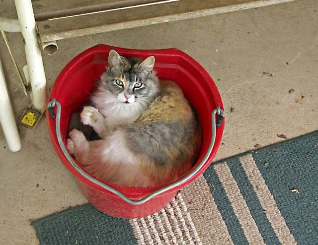 bellaposingnexttomousetrap.jpg